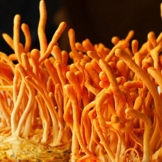 A cluster of cordyceps mushroom fruiting bodies
