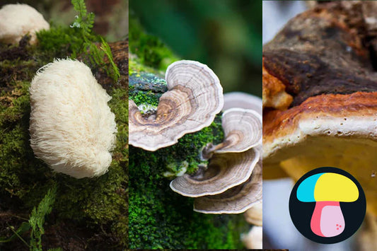 best medicinal mushrooms for health
