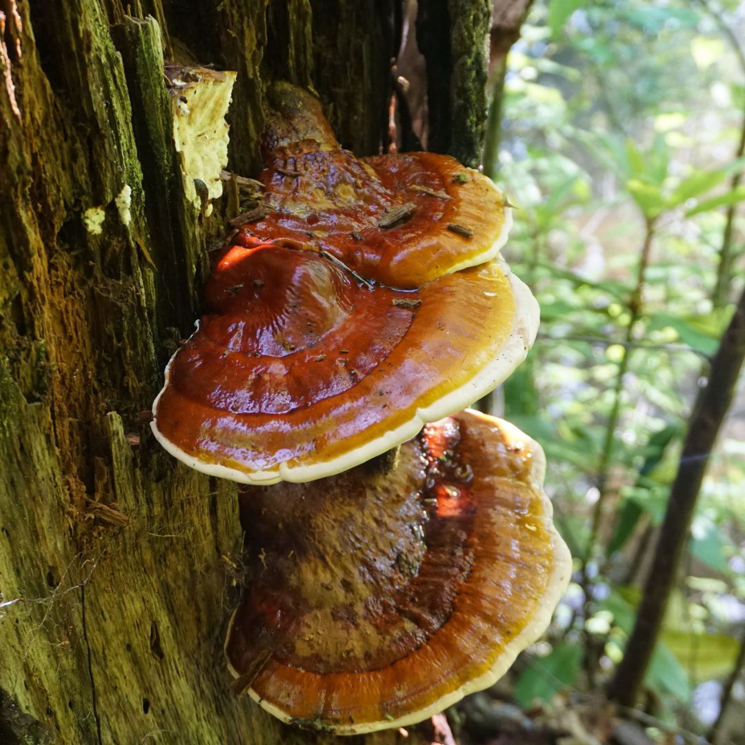 Reishi Mushrooms Anxiety