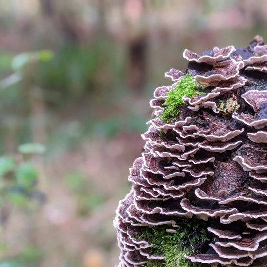 Turkey Tail Mushroom Gut Health